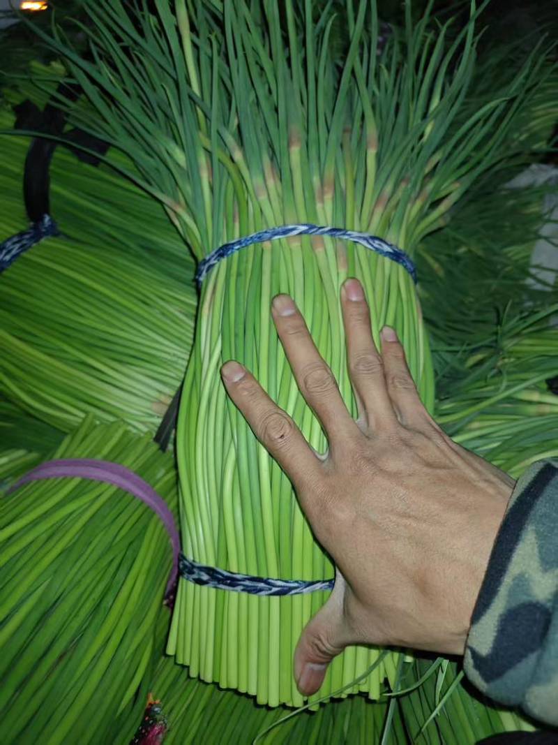 河南通许基地蒜苔全年有货大量有货专业代办多年