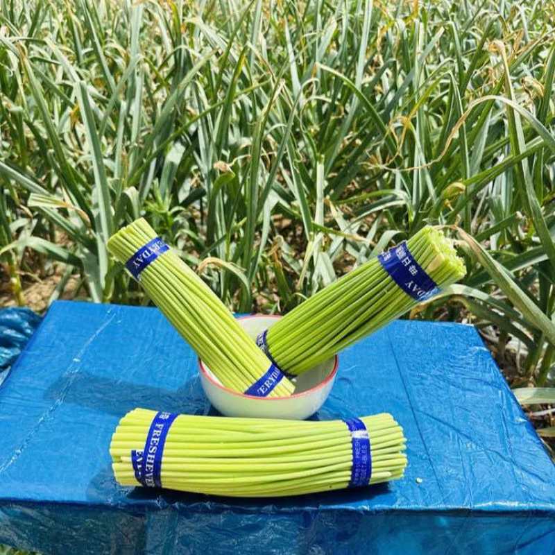 河南通许基地蒜苔全年有货大量有货专业代办多年