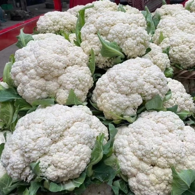 河南通许花菜大量上市，欢迎咨询实地看货基地直发