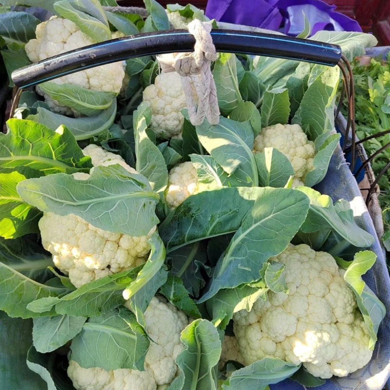 河南通许花菜大量上市，欢迎咨询实地看货基地直发