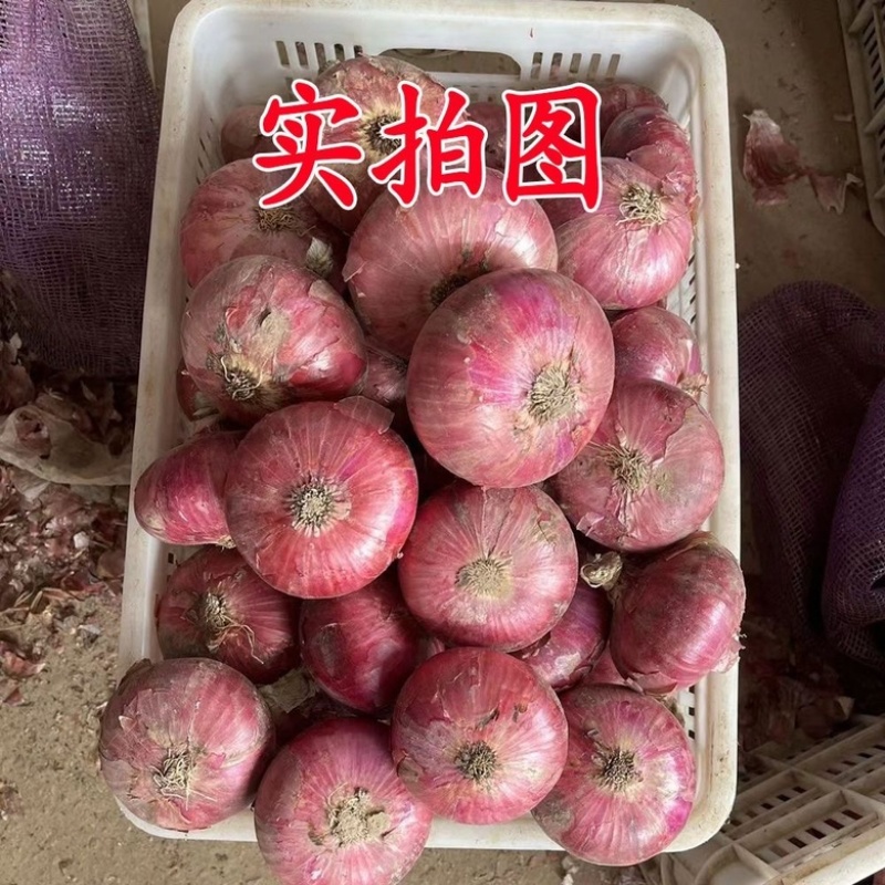 甘肃洋葱大量有货欢迎咨询实地看货洽谈合作洽谈合作