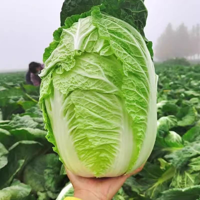 河南通许白菜大量上市欢迎实地看货，洽谈合作代办代发