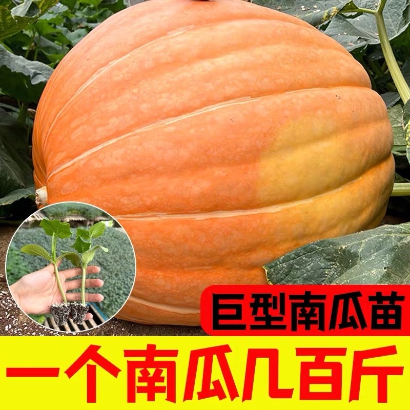 巨型南瓜籽太空种子观赏食用甘甜高产四季种植