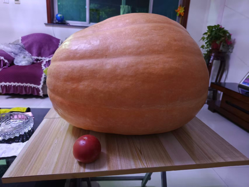 巨型南瓜籽太空种子观赏食用甘甜高产四季种植