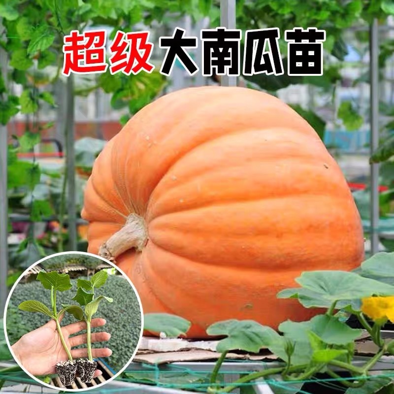 巨型南瓜籽太空种子观赏食用甘甜高产四季种植