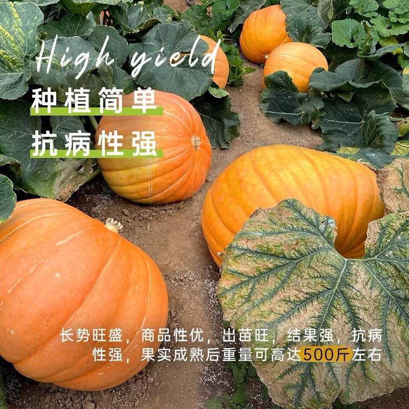 巨型南瓜籽太空种子观赏食用甘甜高产四季种植