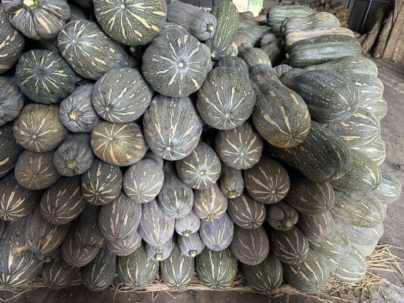 密本南瓜。东风吊瓜大量上市。