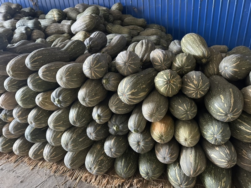 密本南瓜。东风吊瓜大量上市。