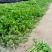 精品芹菜苗法国皇后芹菜苗包技术包成活欢迎电话联系