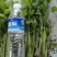 精品芹菜苗法国皇后芹菜苗包技术包成活欢迎电话联系