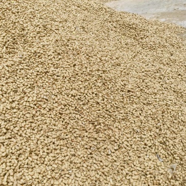 花生中花16号出油高达53斤，杠三花生果，花生米