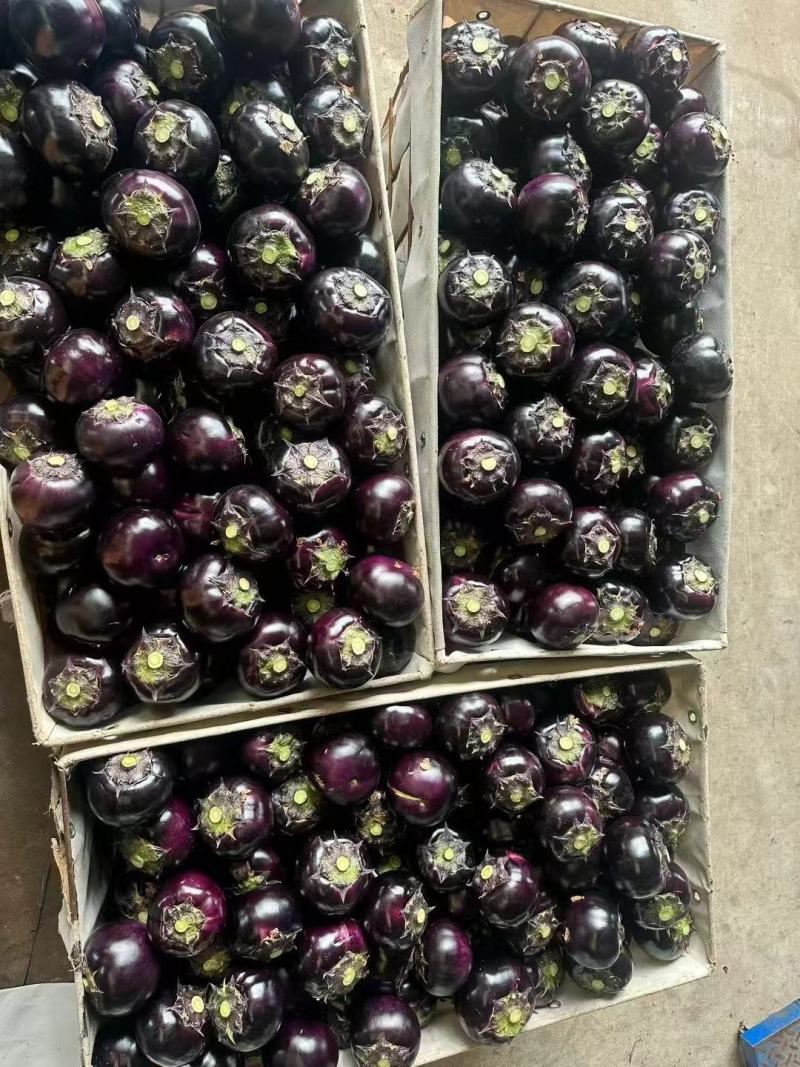 山东潍坊紫光圆茄，大量上市，电商食堂精品大量有货