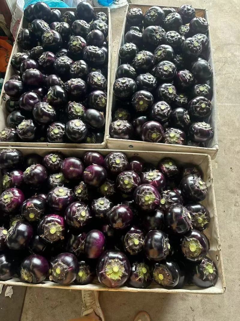 山东潍坊紫光圆茄，大量上市，电商食堂精品大量有货