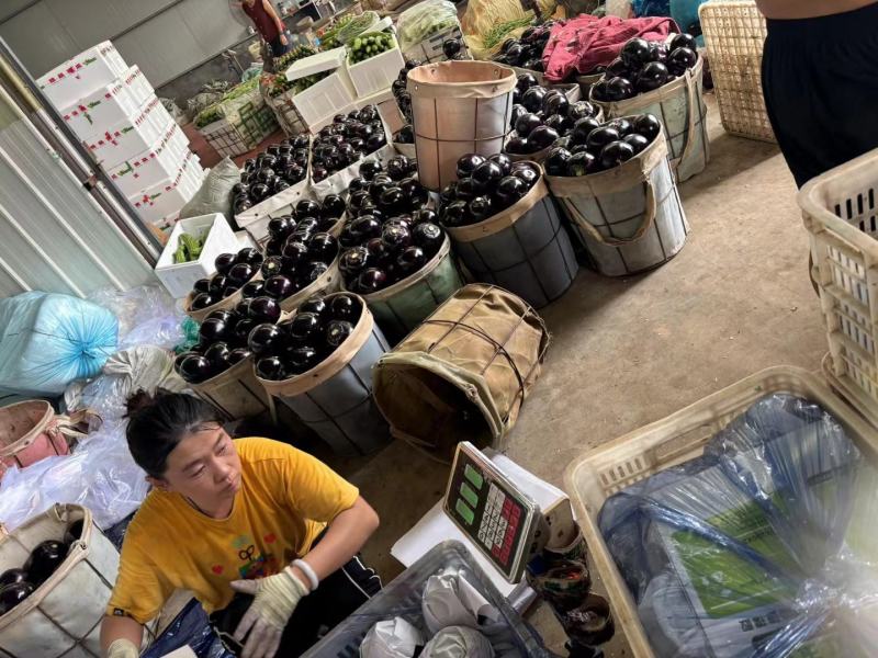 山东潍坊紫光圆茄，大量上市，电商食堂精品大量有货