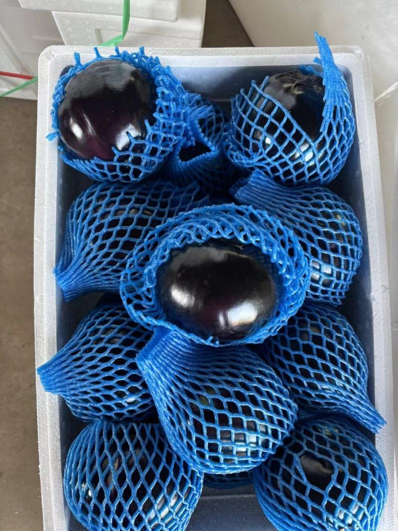 山东潍坊紫光圆茄，大量上市，电商食堂精品大量有货