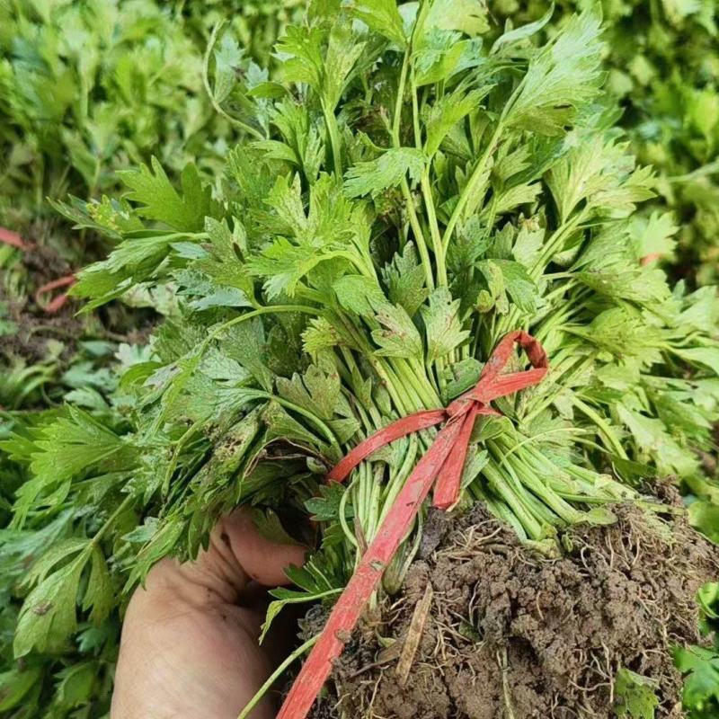 芹菜苗，优质法国皇后芹菜苗大量供应成活率高包技术诚信经营