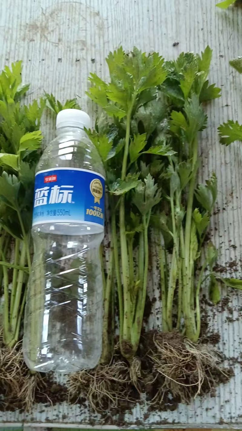 芹菜苗，优质法国皇后芹菜苗大量供应成活率高包技术诚信经营