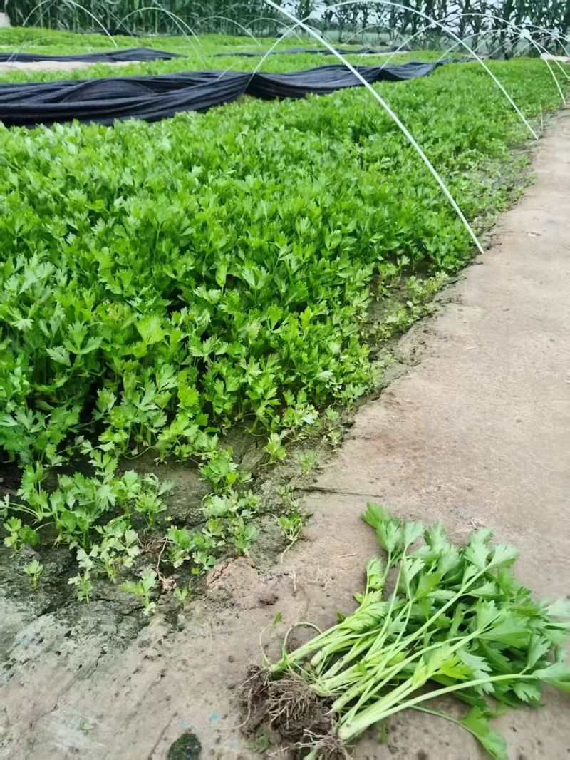 芹菜苗，优质法国皇后芹菜苗大量供应成活率高包技术诚信经营