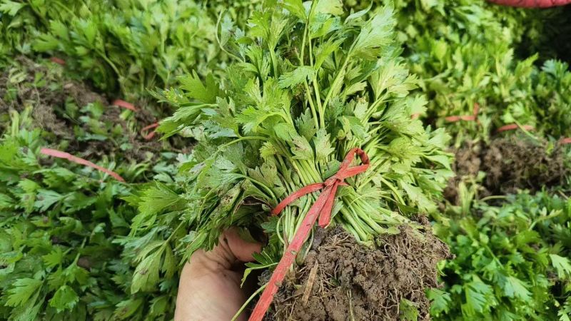 芹菜苗，优质法国皇后芹菜苗大量供应成活率高包技术诚信经营