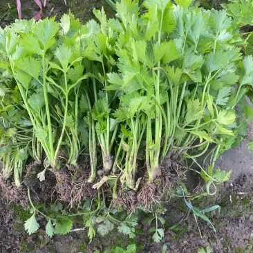 芹菜苗法国皇后芹菜苗大量供应成活率高提供技术诚信经营