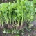 芹菜苗法国皇后芹菜苗大量供应成活率高提供技术诚信经营