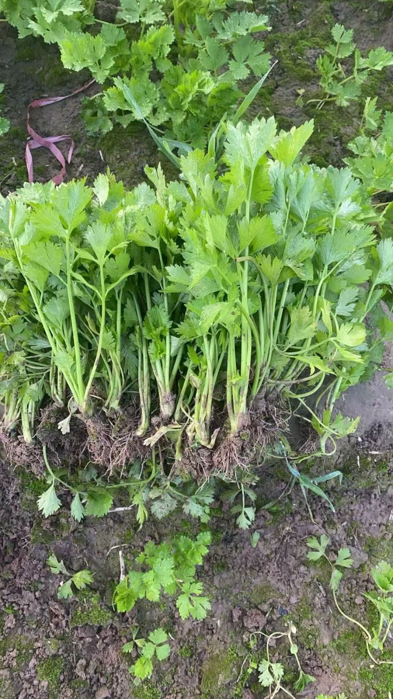 芹菜苗法国皇后芹菜苗大量供应成活率高提供技术诚信经营