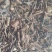 六月雪白马骨路边金干净无杂质量大从优