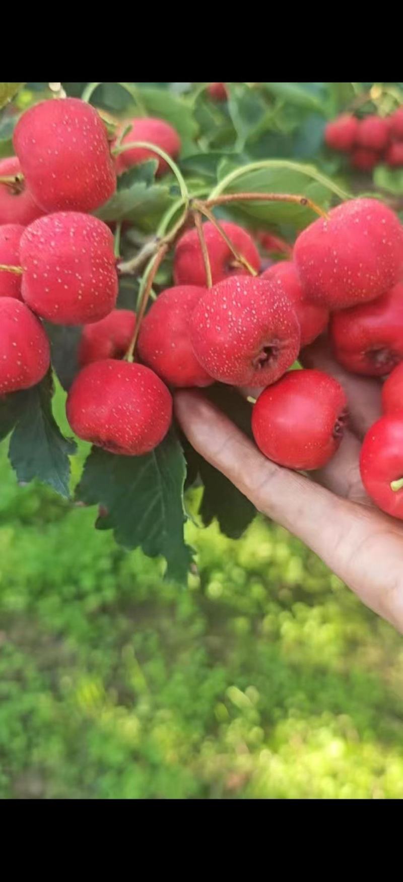 山楂全系列