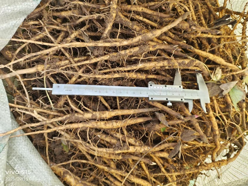 牡丹苗