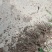 牡丹苗
