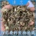 泽兰正宗新货泽兰正品新鲜泽兰自然晒干无硫***泽兰