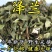 泽兰正宗新货泽兰正品新鲜泽兰自然晒干无硫***泽兰