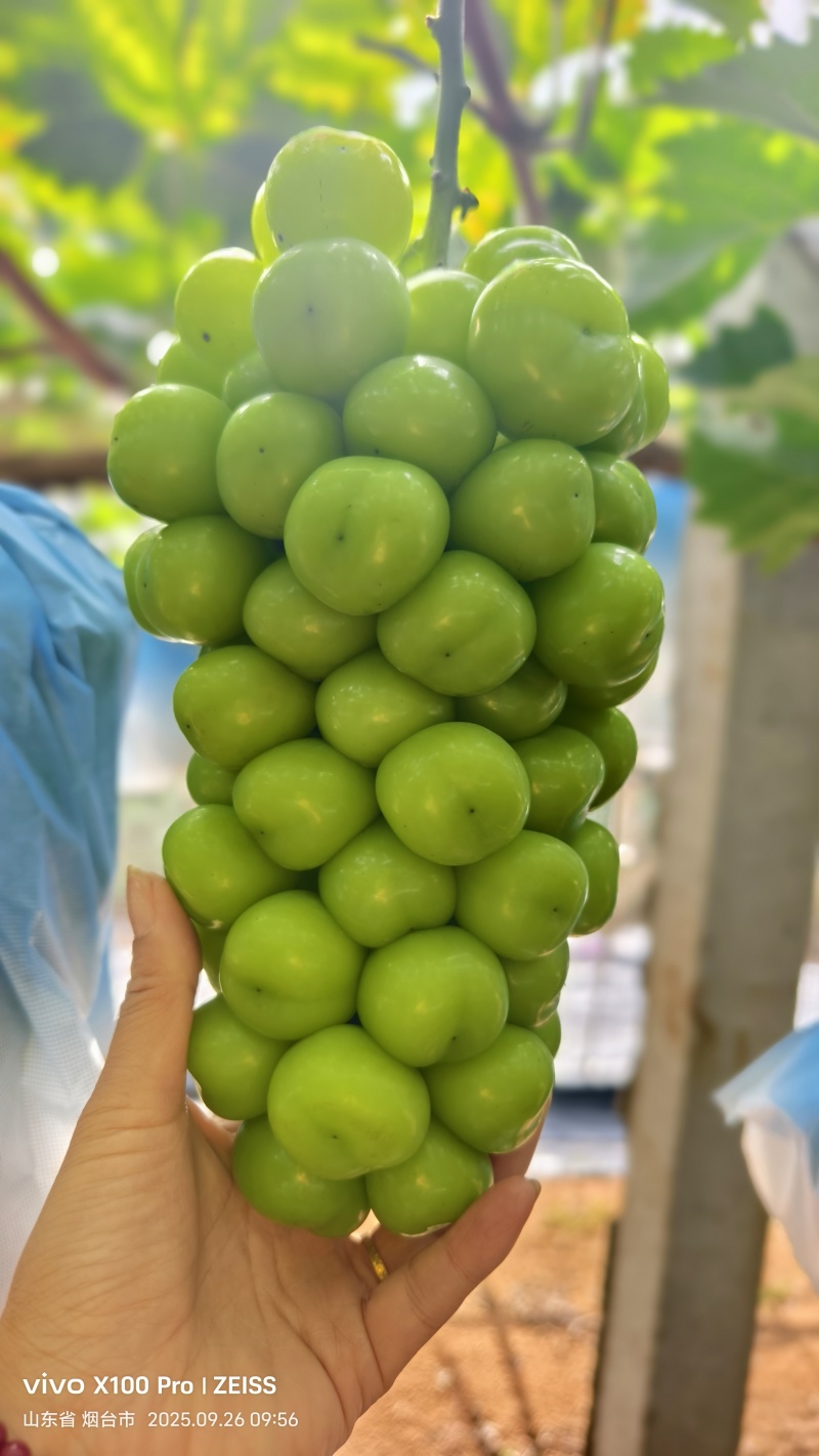 阳光玫瑰精品葡萄产地直销量大从优可视频看货