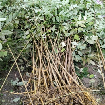黄柏苗