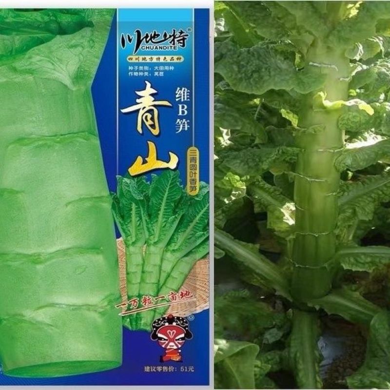 川地特青山维B笋莴笋种子香莴苣种籽圆叶三青皮青肉耐寒大田