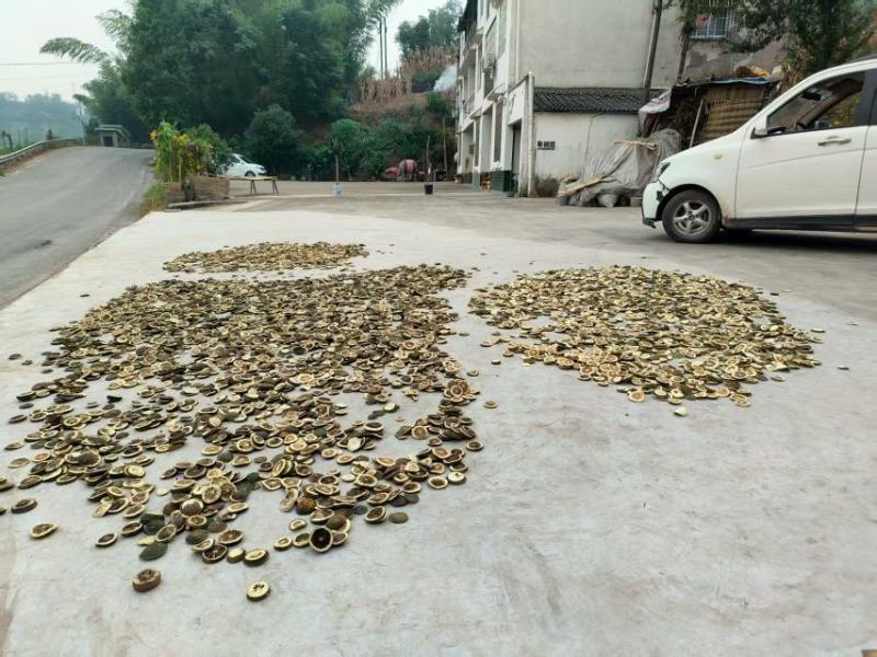 枳壳大量供应货源充足量大从优可全国发货欢迎咨询