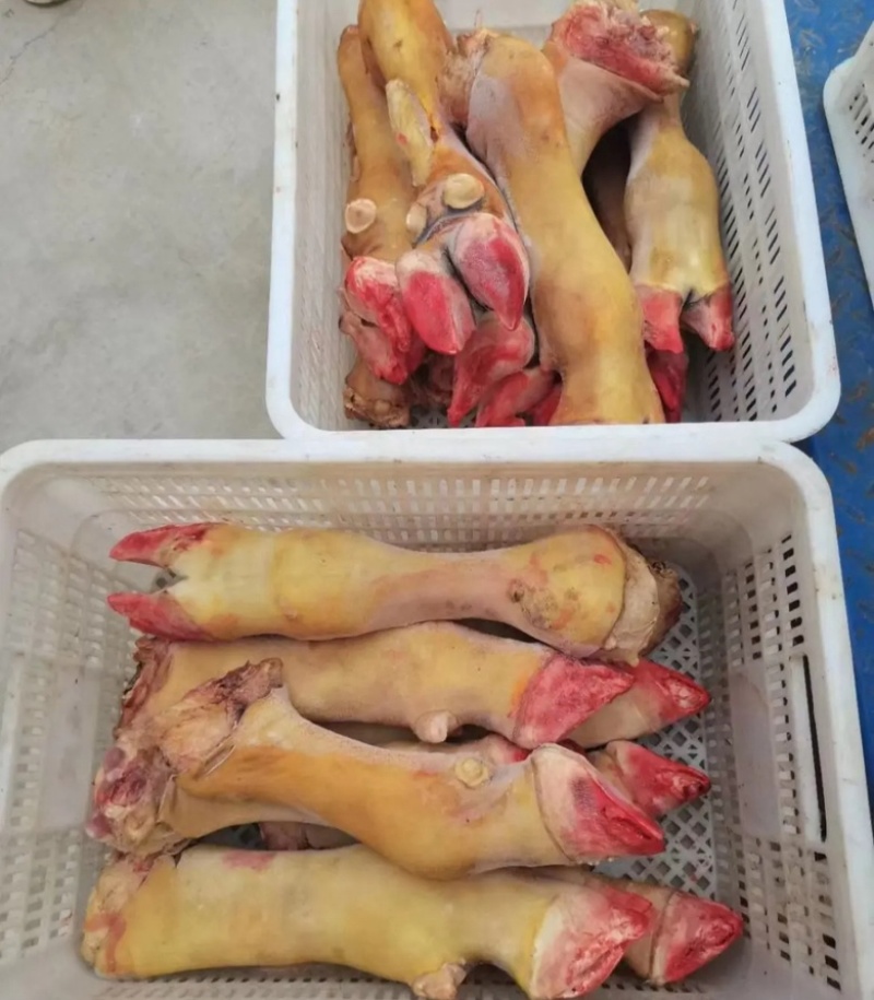 火烧毛牛蹄质量稳定可锯断现货出售火烧牛蹄质量看得见