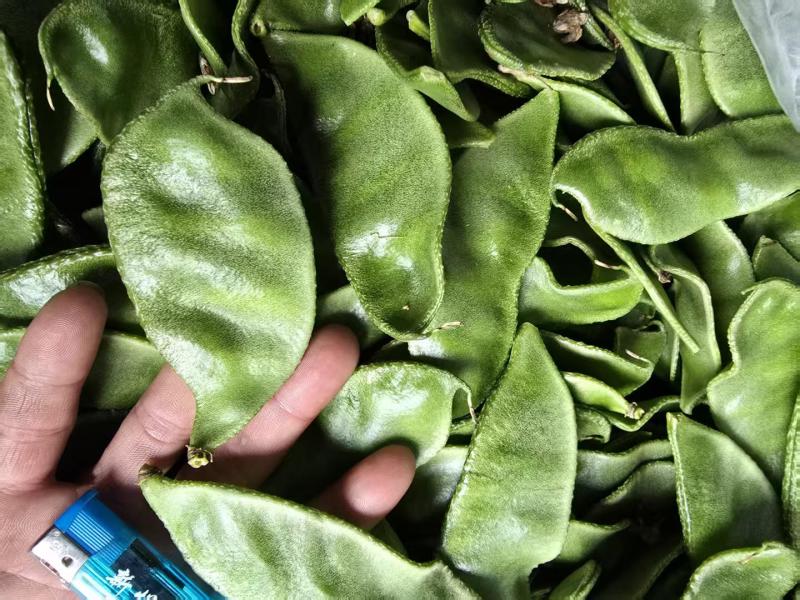 山东眉豆猪耳朵扁豆产地直发货源充一手货源对接各大商