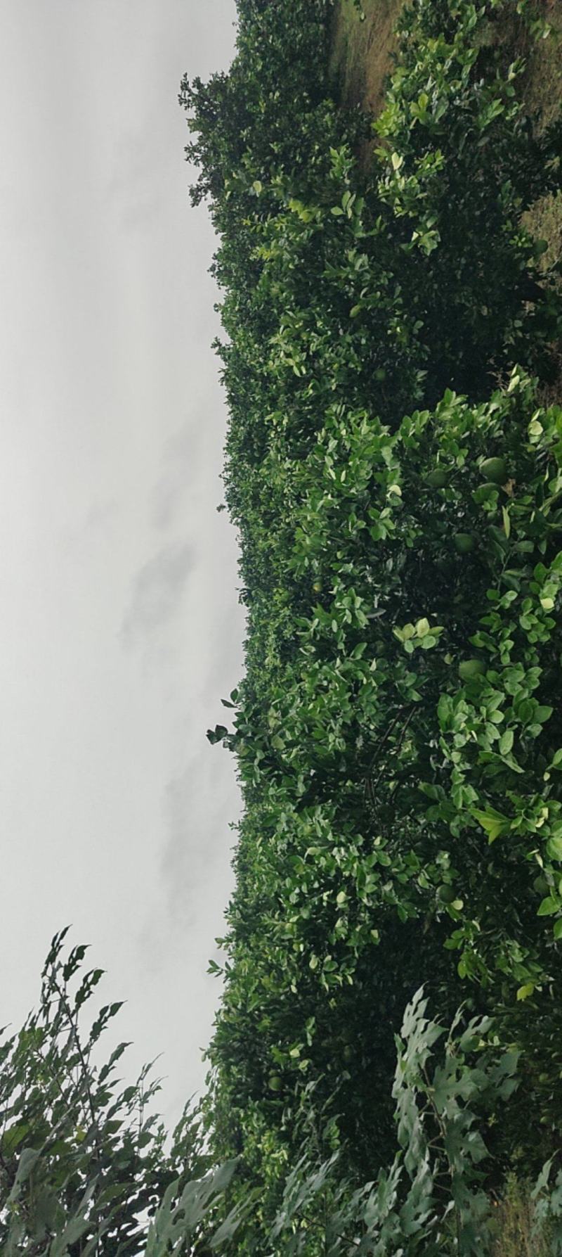 脐橙