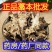 蒿本中药材正品无硫货真价实批发零售今年新货