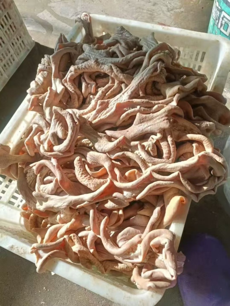 【熟牛肠】牛大肠抛开去油质量看得见现货出售