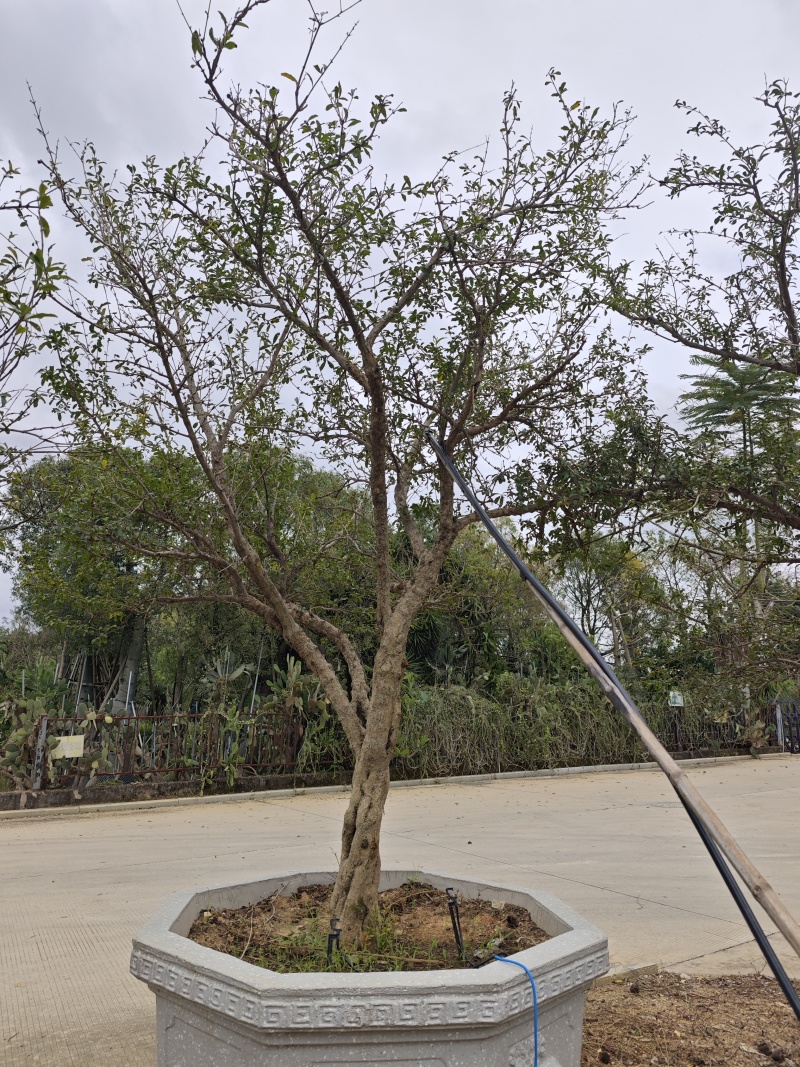 石榴树石榴盆景造型石榴
