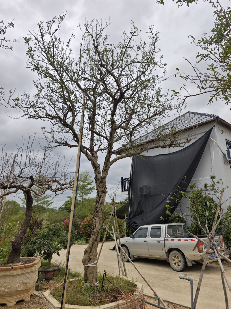 石榴树石榴盆景造型石榴