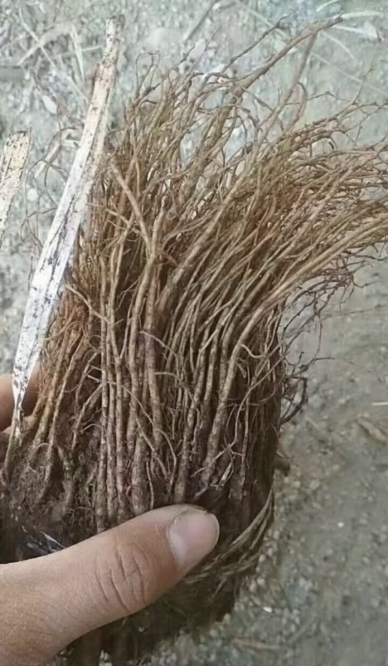 精品当归苗，价格美丽