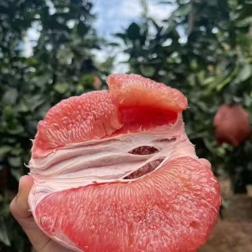 湖北宜昌蜜柚大量上市，三红蜜柚，红心蜜柚，白蜜柚，产地直销。