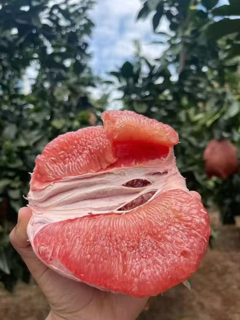 湖北宜昌蜜柚大量上市，三红蜜柚，红心蜜柚，白蜜柚，产地直销。
