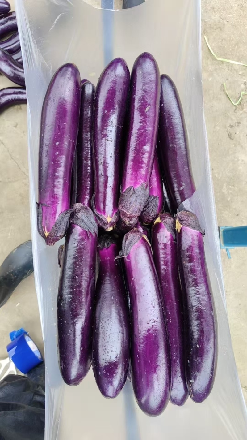 精品紫长茄、烧烤茄，基地直发，量大价优，物美价廉