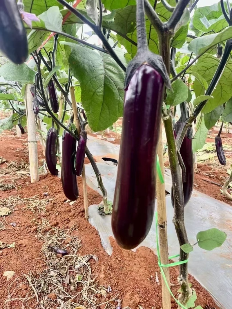 精品紫长茄、烧烤茄，基地直发，量大价优，物美价廉
