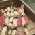 35莲藕
