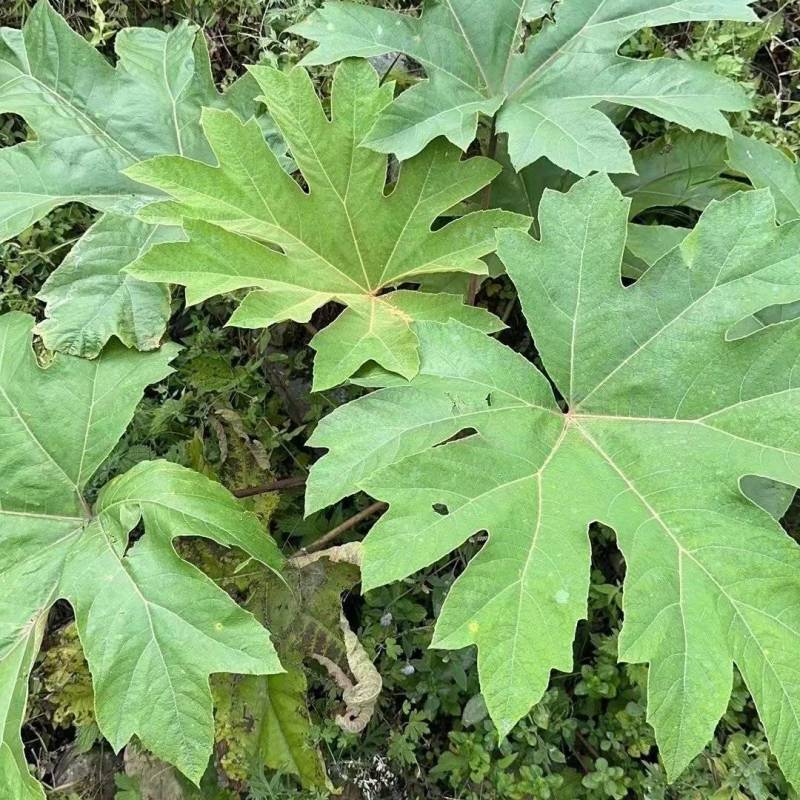 大通草苗